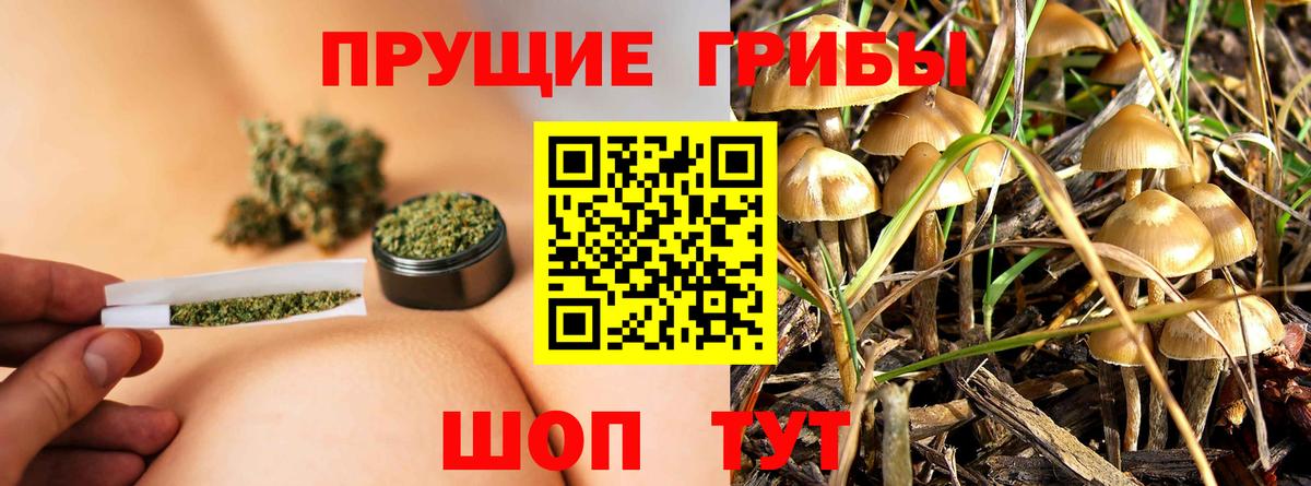 Галлюциногенные грибы Psilocybe Нальчик